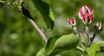 Red buds on an apple tree branch on a green background
