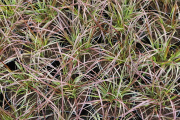 Greenhouse with potted plants, decorative grass. Pennisetum advena.
