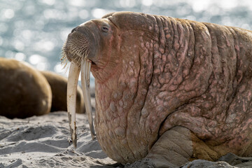 walrus on the beach, wildlife, wild animal