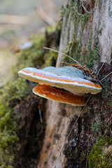 closeup of a chaga mushroom on a tree stump
