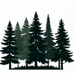 Obraz premium Silhouettes of evergreen pine trees, commonly found in fir forests