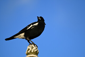 Male Australian magpie perched atop a monument, the bird's head slightly turned as it looks into the distance, with clear blue sky in the background