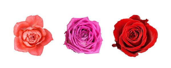 Set of orange, pink and red rose flowers isolated on white or transparent background
