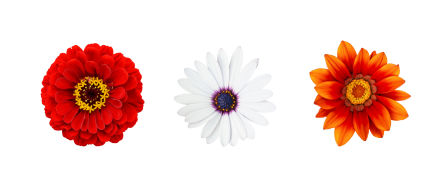 Set of zinnia, gazania, osteospermum flowers isolated on white or transparent background