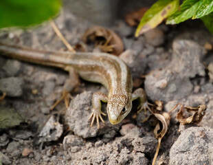 lizard on a stone