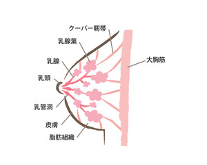 Obraz premium バストの構造・図解のイラスト