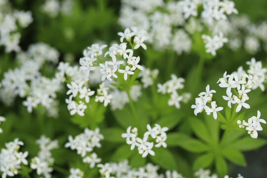 Waldmeister Pflanze mit Bl&uuml;ten