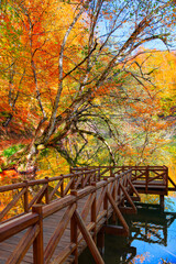 Autumn forest landscape reflection on the water with wooden pier - Autumn landscape in (seven lakes) Yedigoller Park Bolu, Turkey