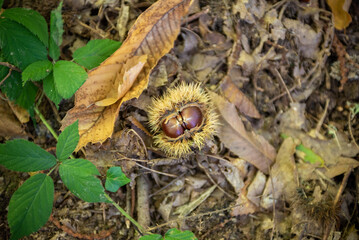 Closeup of Chestnuts inside the Hedgehog on the Ground Among Leaves in Autumn