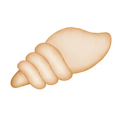 sea shell watercolor illustration