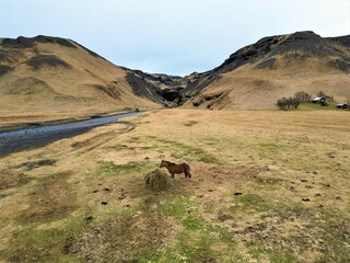 konie islandzkie, islandia - obrazy, fototapety, plakaty