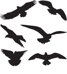 Flying Bird Silhouette, Flying Bird Silhouette Group, Flying Bird Vector Silhouette