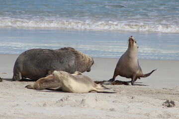Sea lions kangaroo island