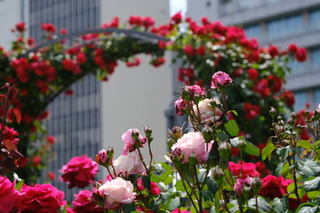 薔薇のアーチを背景にシャンテロゼミサト