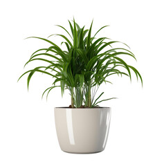 modern house plant with white pot on a transparent background, Generative Ai