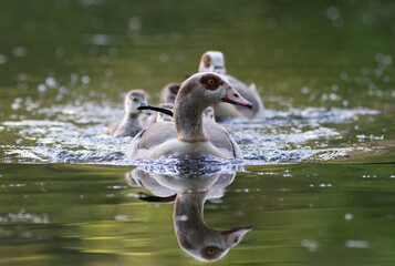 Egyptian goose [Alopochen aegyptiaca]