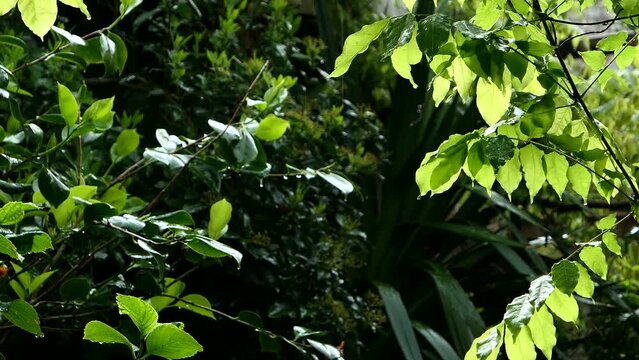 close up of green foliage. branches and lush vegetation in the rain.