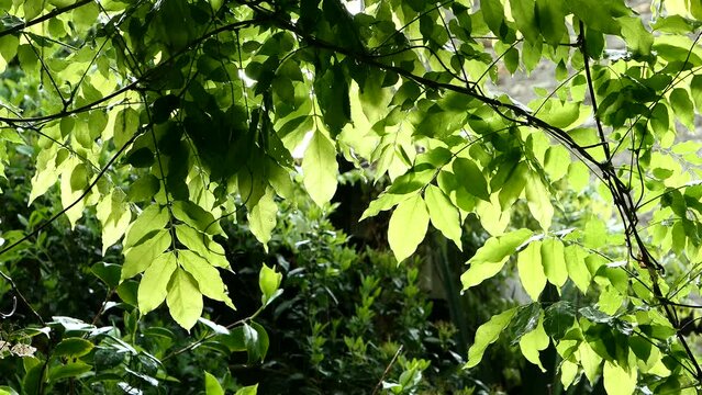 close up of green foliage. branches and lush vegetation in the rain.