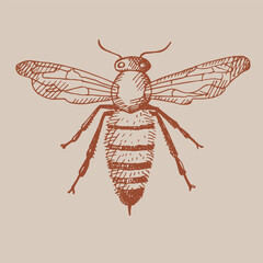 Bee. Hand drawn vintage style illustration of an insect. Honeybee line drawing. Design element 