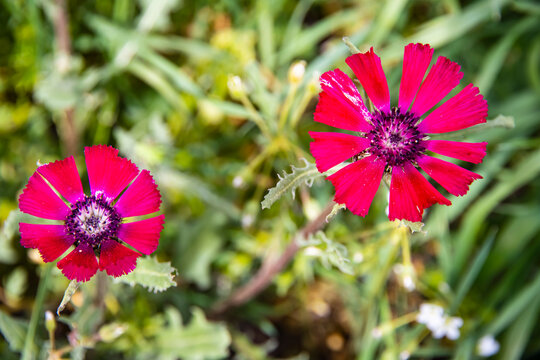 love flowers in the g&ouml;lbaşı