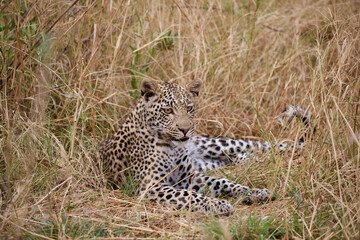 cheetah in the grass