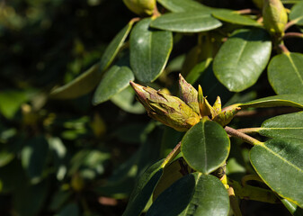  green background with leaves and buds of rhododendron.Ericaceae tree
