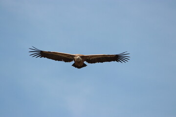 griffon vulture flying on blue sky 