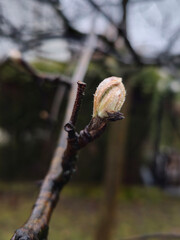 First spring leaves and buds on branches on a sunny morning in Park Julianowski, Lodz, Poland.