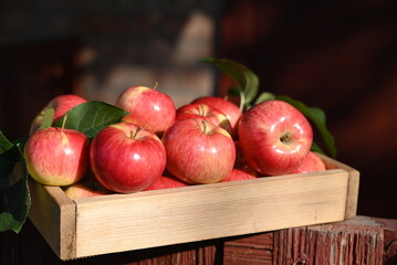 box of fresh apples on a wooden table in a garden