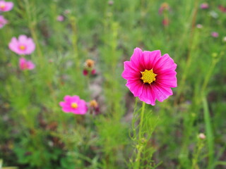Fototapeta premium Mexican Daisy or Pink beautiful cosmos. Scientific name: Cosmos bipinnatus Cav., Have light pink, pink,purple, pinkish white has fragile petals of various colors that bloom in bloom in autumn 