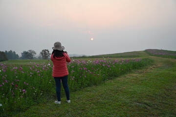 A female tourist is using a digital camera to take picture of field cosmos flowers in full bloom in the morning as the sun rises. Woman wearing red down jacket and yellow hat. Concept of relaxation
