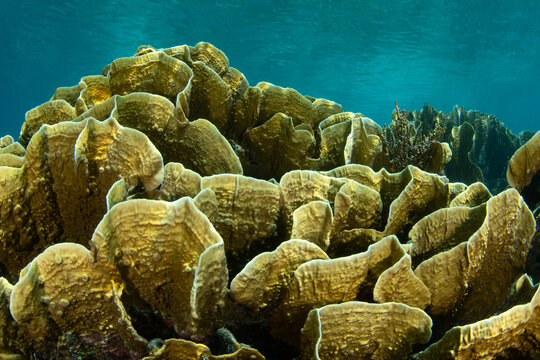 A large colony of fire coral, Millepora sp., grows on a shallow coral reef off the coast of West Papua, Indonesia. This cnidarian causes severe stings due to its nematocysts.