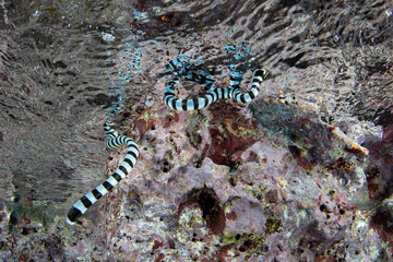 A Banded sea krait, Laticauda colubrina, swims in Raja Ampat, Indonesia. This highly venomous reptile is relatively docile and is common throughout the tropical western Pacific region.