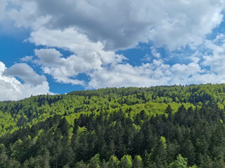Fondo natural con detalle de bosque con arboles en varios tonos de color verde, cielo azul y nubes