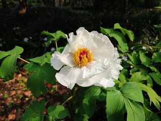 one isolated white peony blossoms with yellow stamens in the sunny day 