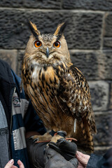Edinburgh Street Owl