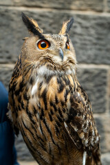 Edinburgh Street Owl
