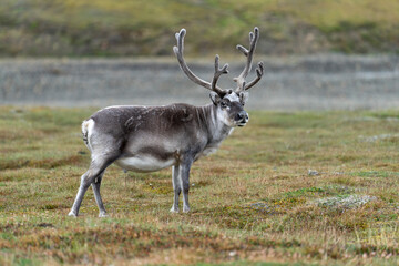 Naklejka na ściany i meble svalbard reindeer in tundra, shy animal