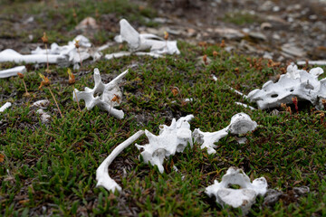 bones of reindeer in grass, wildlife