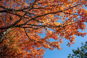 autumn leaves against blue sky