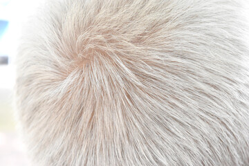 Close Up back view white hair of senior man.