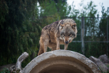 A wolf in the zoo in Izmir, Turkey