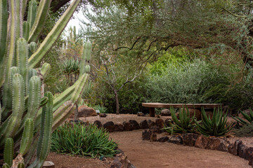 cacti garden
