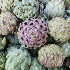 Fototapeta premium variety of a species of thistle cultivated as food. Background from artichokes.