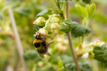 a large bumblebee hanging on a white and rose flower