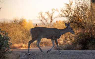 deer in the woods