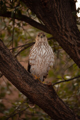 Hawk on a branch