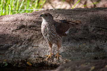 Hawk drinking water