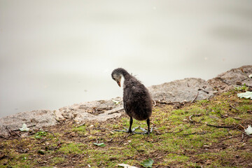 black and white baby goose