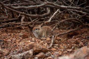 Little mammal in a bush